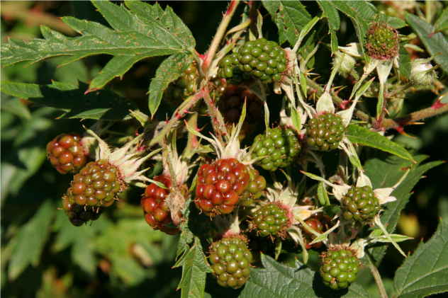 Rubus Fruticosus - Rosaceae Rubus Fruticosus - Rosaceae