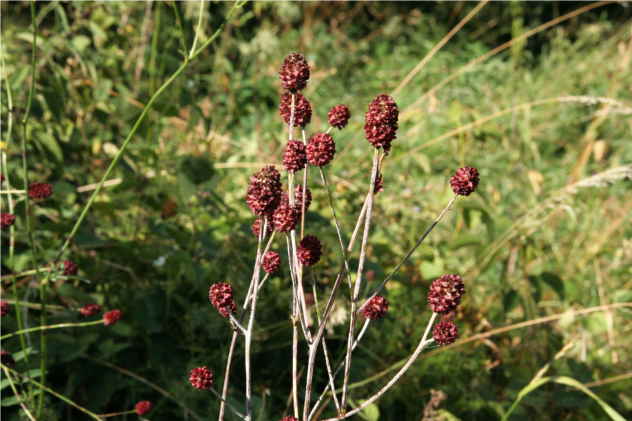 Sanguisorba Officinalis - Rosaceae Sanguisorba Officinalis - Rosaceae