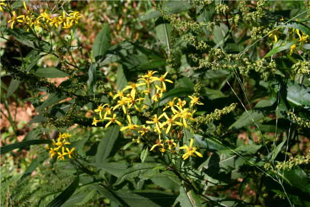 Senecio Fuchsii - Asteraceae Senecio Fuchsii - Asteraceae