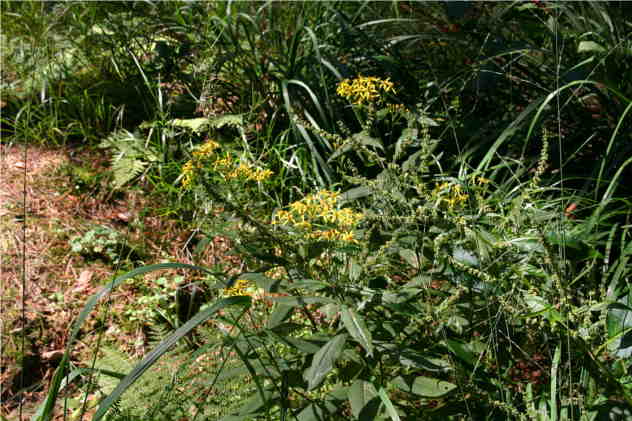 Senecio Fuchsii - Asteraceae Senecio Fuchsii - Asteraceae