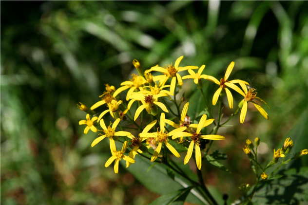 Senecio Fuchsii - Asteraceae Senecio Fuchsii - Asteraceae