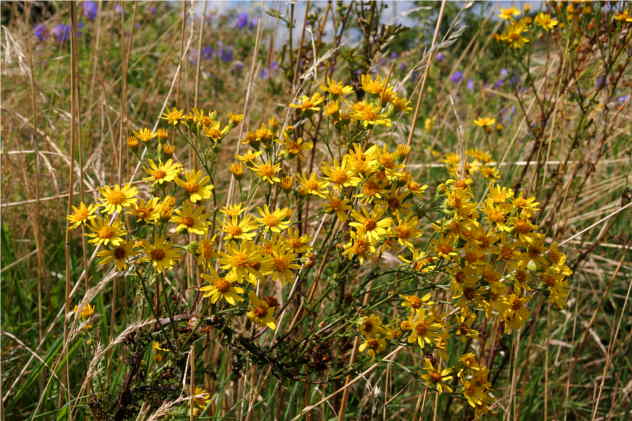 Senecio Jacobaea - Asteraceae Senecio Jacobaea - Asteraceae