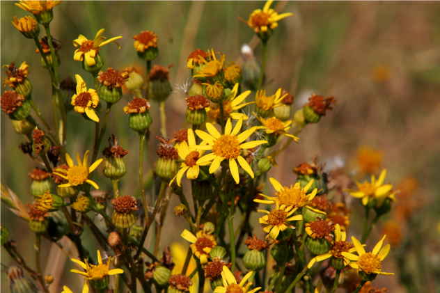 Senecio Jacobaea - Asteraceae Senecio Jacobaea - Asteraceae