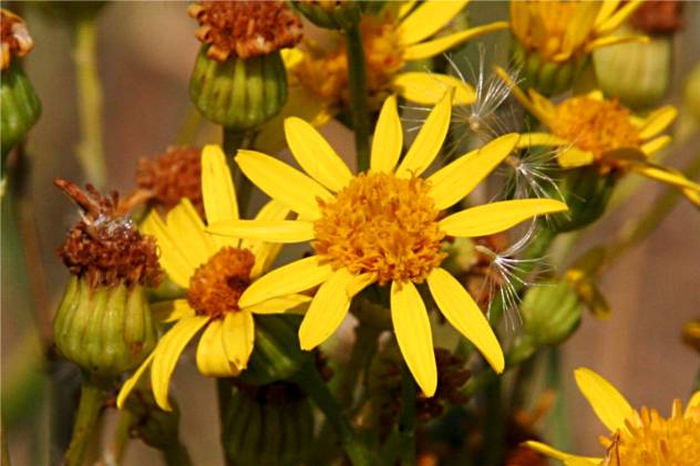 Senecio Jacobaea - Asteraceae Senecio Jacobaea - Asteraceae