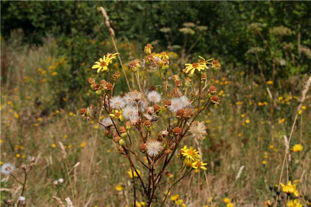 Senecio Jacobaea - Asteraceae Senecio Jacobaea - Asteraceae