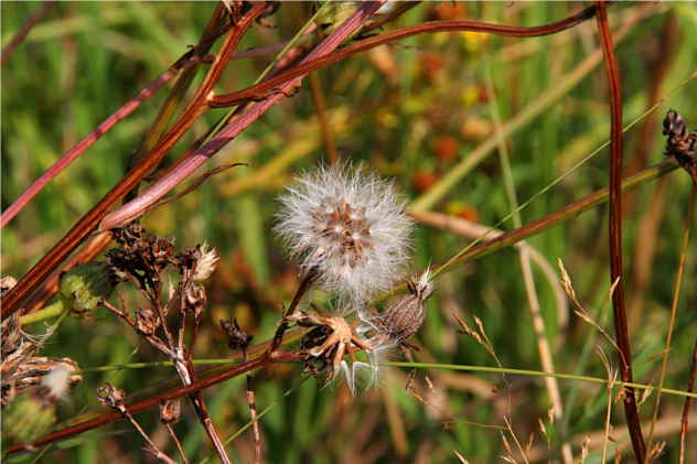 Senecio Jacobaea - Asteraceae Senecio Jacobaea - Asteraceae