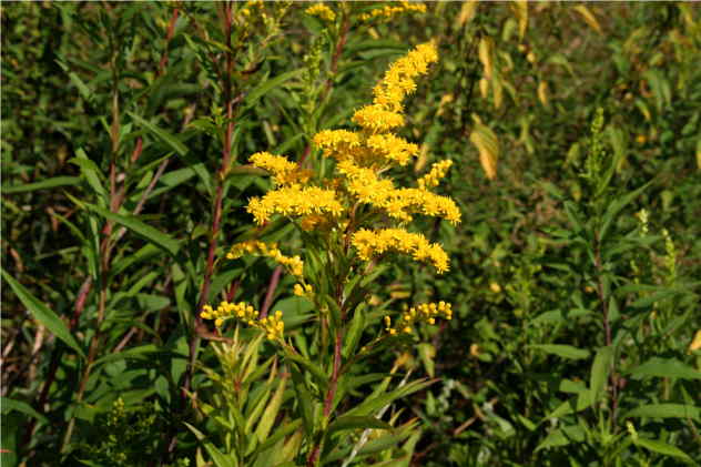 Solidago Gigantea - Asteraceae Solidago Gigantea - Asteraceae
