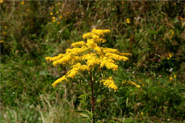 Solidago Gigantea - Asteraceae Solidago Gigantea - Asteraceae