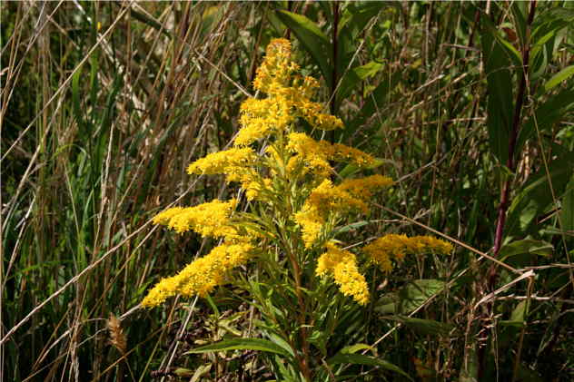 Solidago Gigantea - Asteraceae Solidago Gigantea - Asteraceae