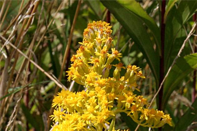 Solidago Gigantea - Asteraceae Solidago Gigantea - Asteraceae