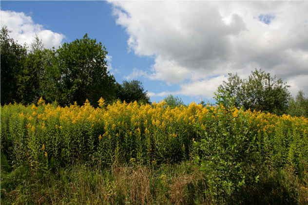 Solidago Gigantea - Asteraceae Solidago Gigantea - Asteraceae