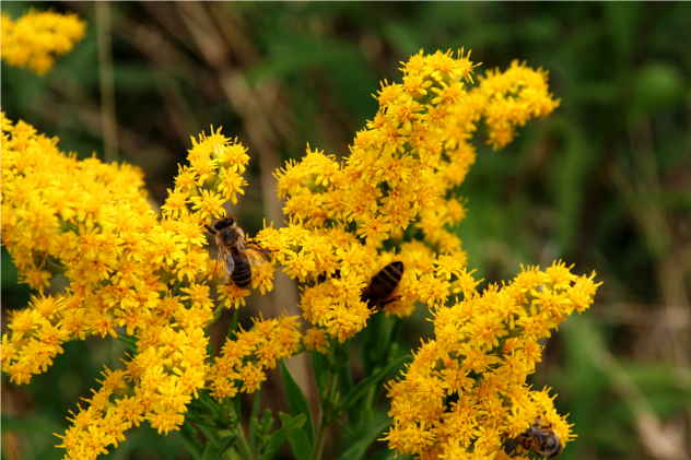 Solidago Gigantea - Asteraceae Solidago Gigantea - Asteraceae