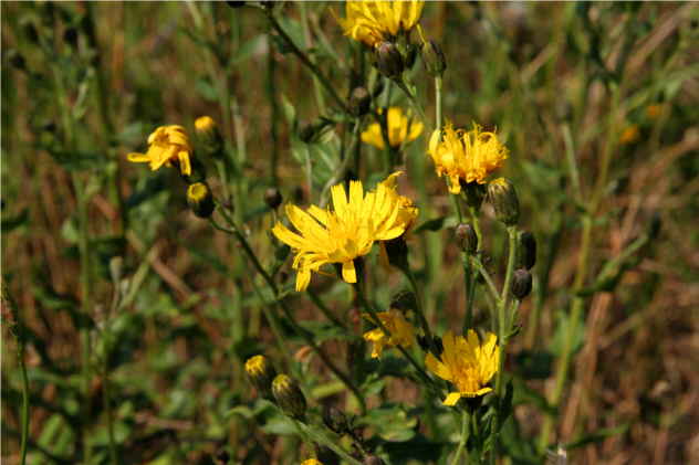 Sonchus Oleraceus - Asteraceae Sonchus Oleraceus - Asteraceae