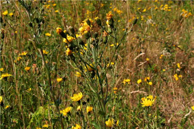 Sonchus Oleraceus - Asteraceae Sonchus Oleraceus - Asteraceae