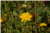 Sonchus Oleraceus [Asteraceae] - Laiteron potager, Pissenlit - Mlecz Warzywny [Astrowate] - Hare Thistles, Hare lettuces