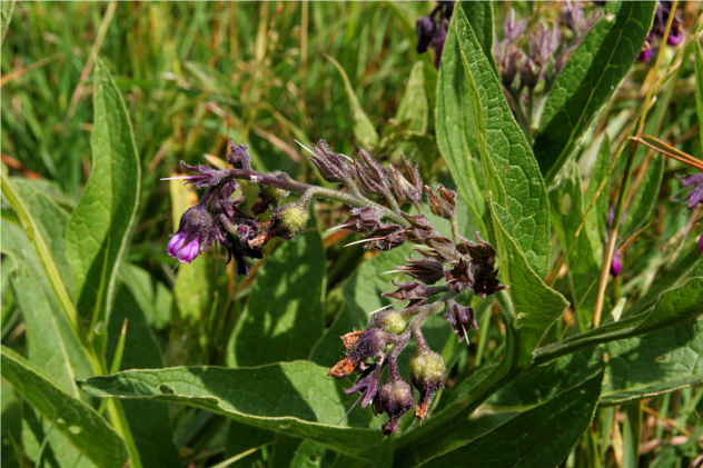Symphytum Officinale - Boraginaceae Symphytum Officinale - Boraginaceae