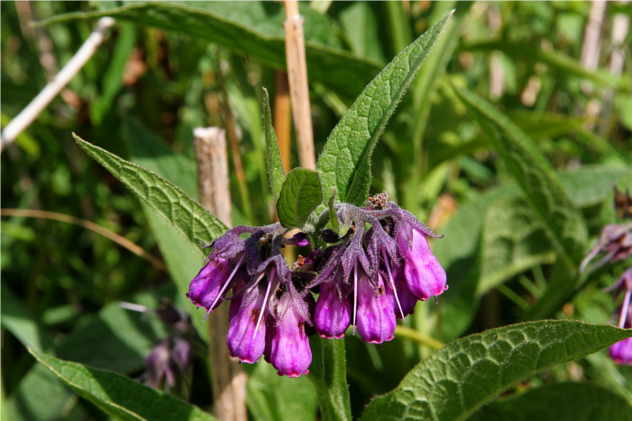 Symphytum Officinale - Boraginaceae Symphytum Officinale - Boraginaceae