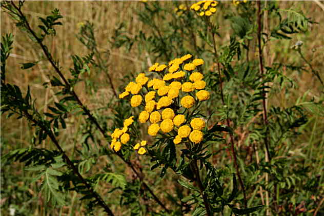 Tanacetum Vulgare - Asteraceae Tanacetum Vulgare - Asteraceae