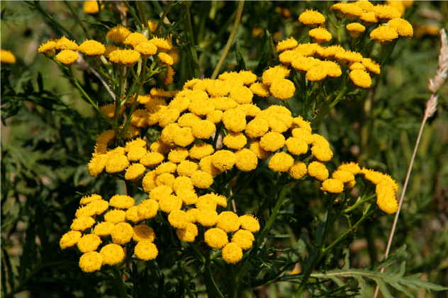 Tanacetum Vulgare - Asteraceae Tanacetum Vulgare - Asteraceae