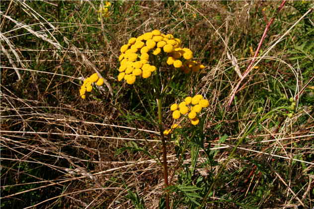 Tanacetum Vulgare - Asteraceae Tanacetum Vulgare - Asteraceae