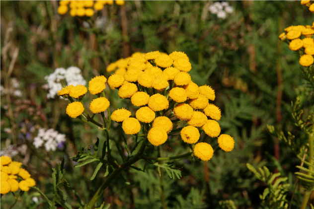 Tanacetum Vulgare - Asteraceae Tanacetum Vulgare - Asteraceae