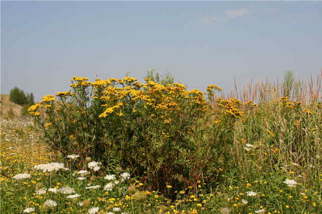 Tanacetum Vulgare - Asteraceae Tanacetum Vulgare - Asteraceae