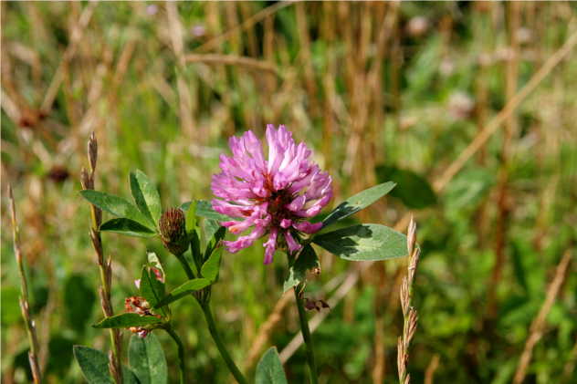 Trifolum Pratense - Fabaceae Trifolum Pratense - Fabaceae
