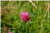 Trifolum Pratense [Fabaceae] - Trèfle des prés, trèfle violet - Koniczyna łąkowa [Bobowate] - Red Clover