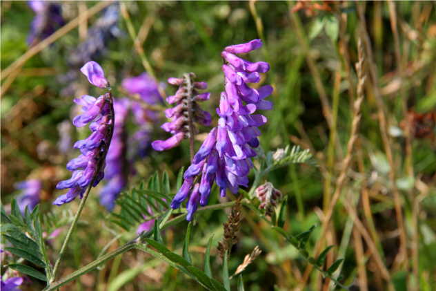 Vicia Cracca - Fabaceae Vicia Cracca - Fabaceae