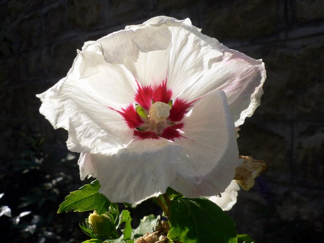Hibiscus