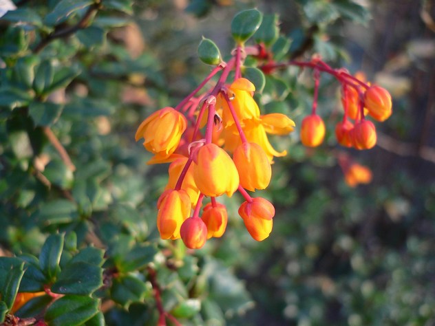 Berberis julianae - Berberidaceae