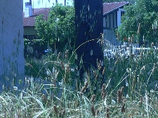 La pelouse sauvage