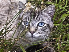 Le regard