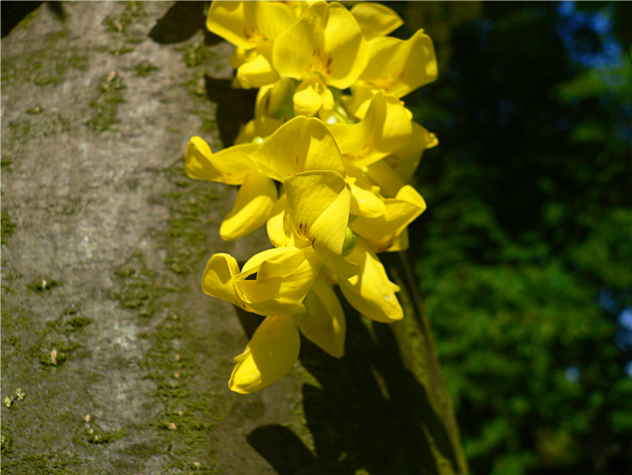 Laburnum watereri Vossiim - Fabaceae Laburnum watereri Vossiim - Fabaceae