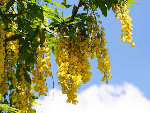 Laburnum watereri Vossiim - Fabaceae Laburnum watereri Vossiim - Fabaceae