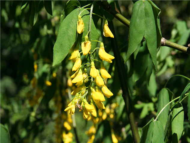 Laburnum watereri Vossiim - Fabaceae Laburnum watereri Vossiim - Fabaceae