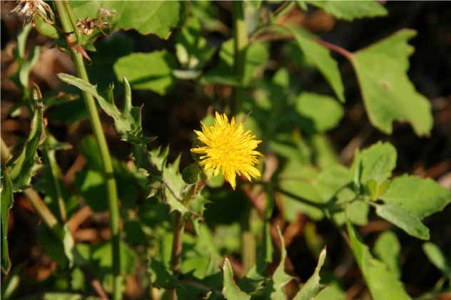 Leontodon - Asteraceae Leontodon - Asteraceae