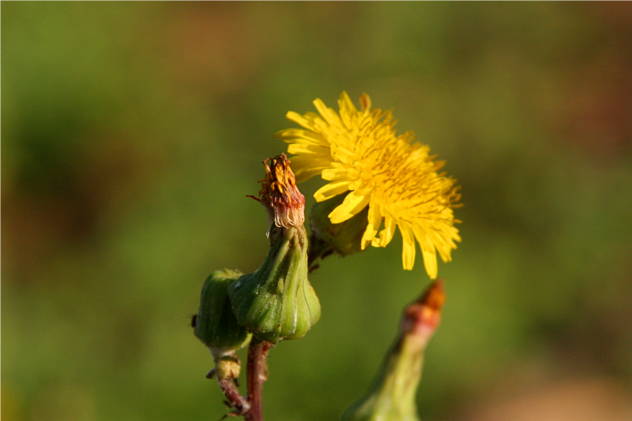 Leontodon - Asteraceae Leontodon - Asteraceae