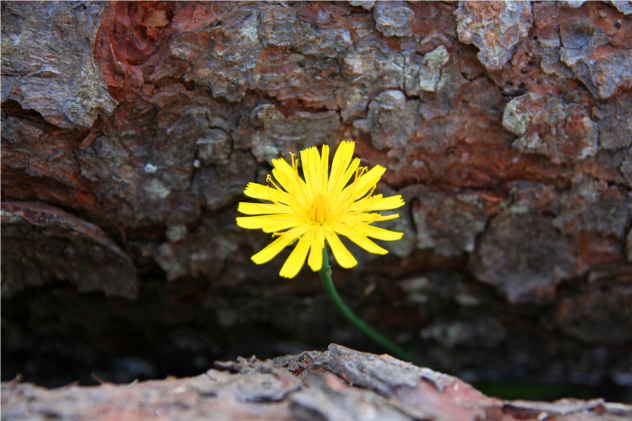 Leontodon - Asteraceae Leontodon - Asteraceae