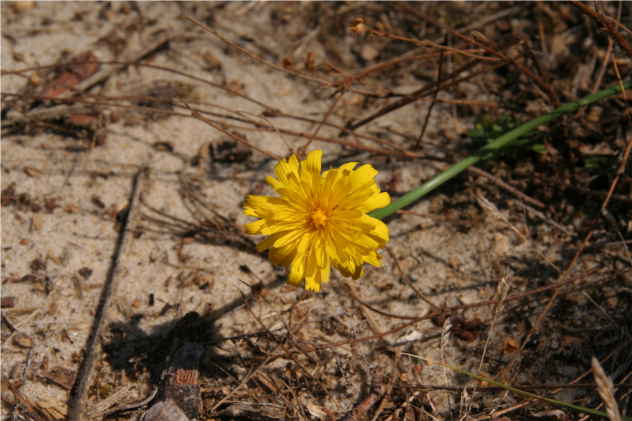 Leontodon - Asteraceae Leontodon - Asteraceae