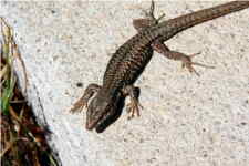 Longue queue de lézard