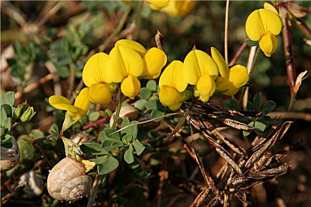 Lotus corniculatus - Fabaceae Lotus corniculatus - Fabaceae