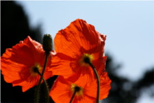 Papaver Rhoeas