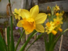 La flore ne manque pas
