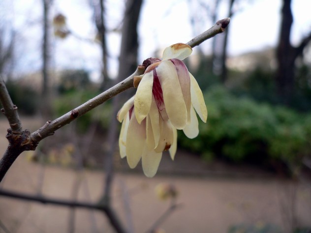 Printemps à l'hiver