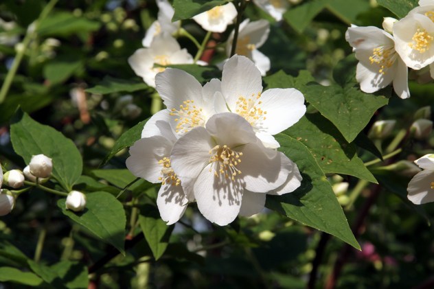 Philadelphus coronarius Aureus