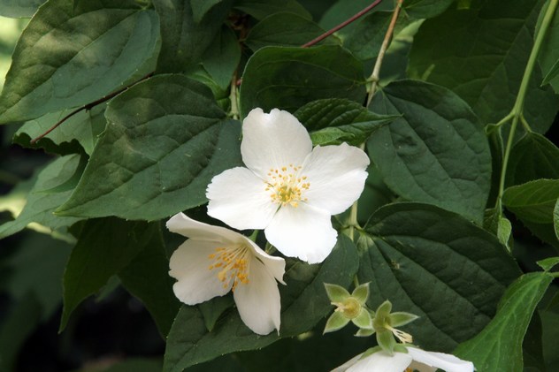 Philadelphus coronarius Aureus Philadelphus coronarius Aureus