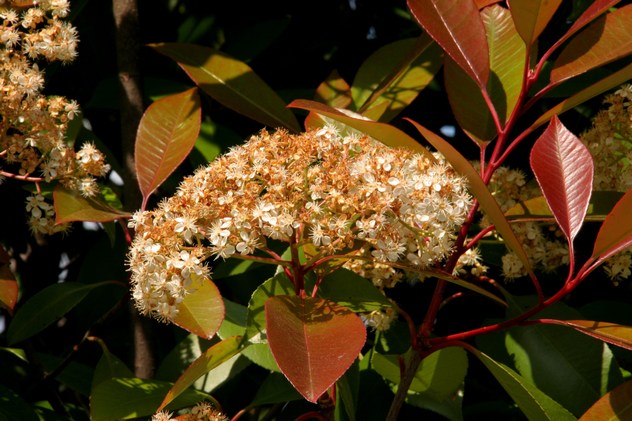 Photinia fraseri