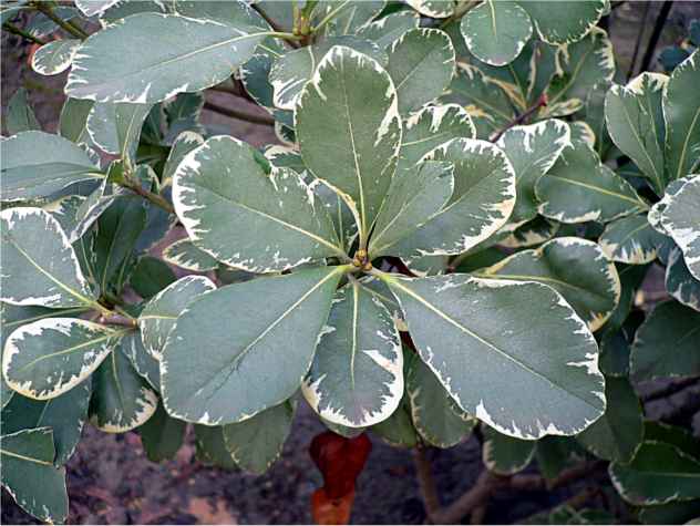 Pittosporum tobira - Pittosporaceae