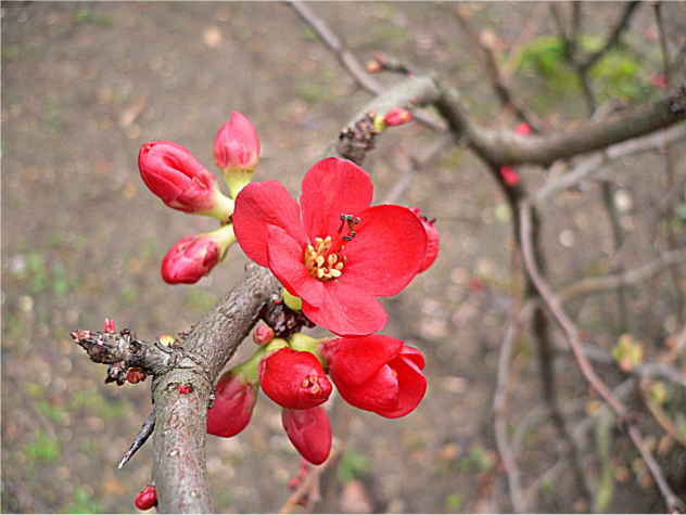 Chaenomeles - Rosaceae